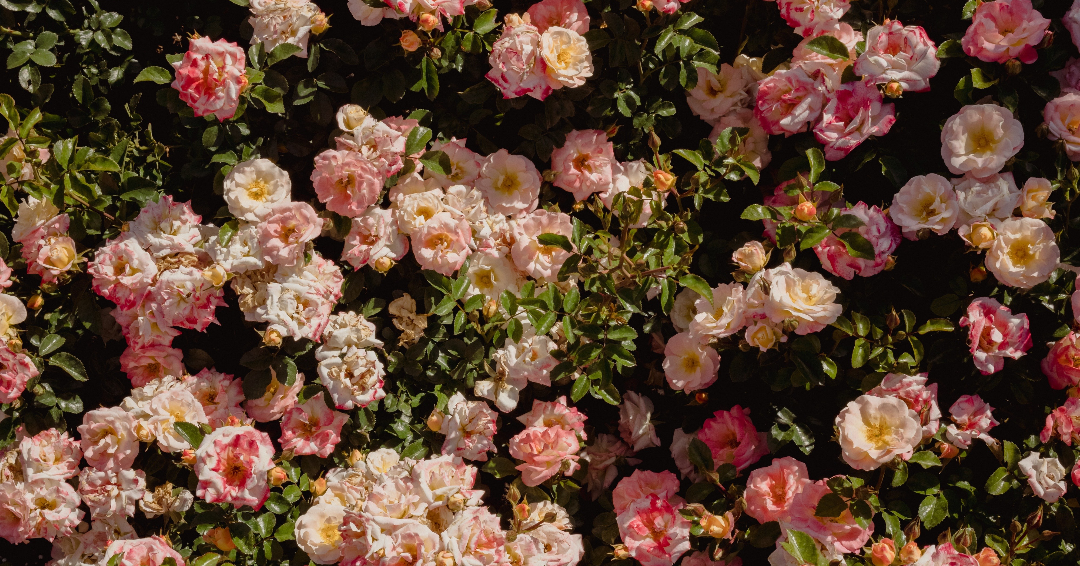 Rosy Days Ahead | Rose Medicine